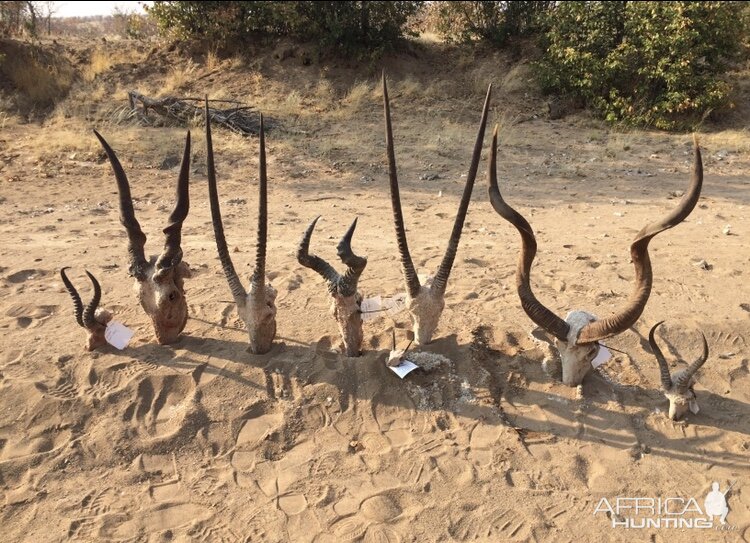 Hunting Trophies Namibia