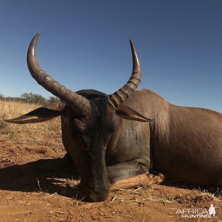 Hunting Tsessebe in South Africa