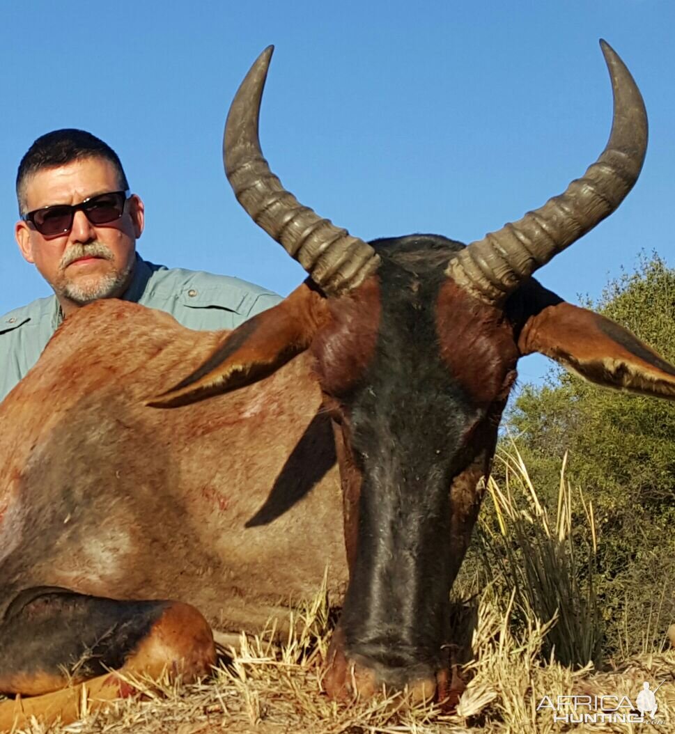 Hunting Tsessebe in South Africa