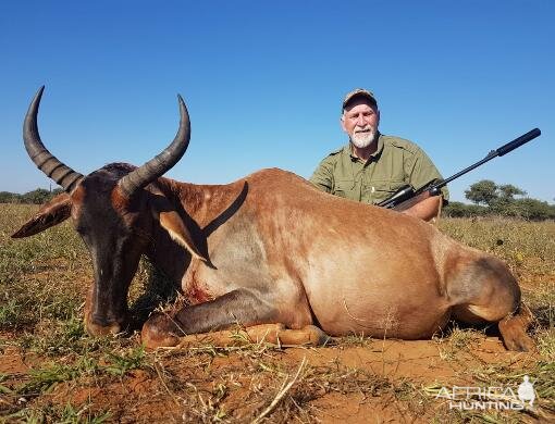 Hunting Tsessebe in South Africa