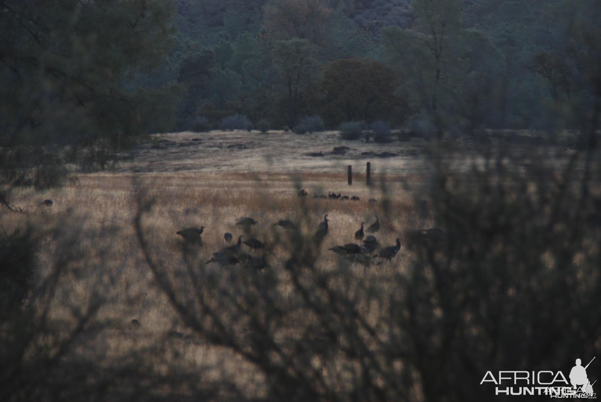 Hunting Turkey