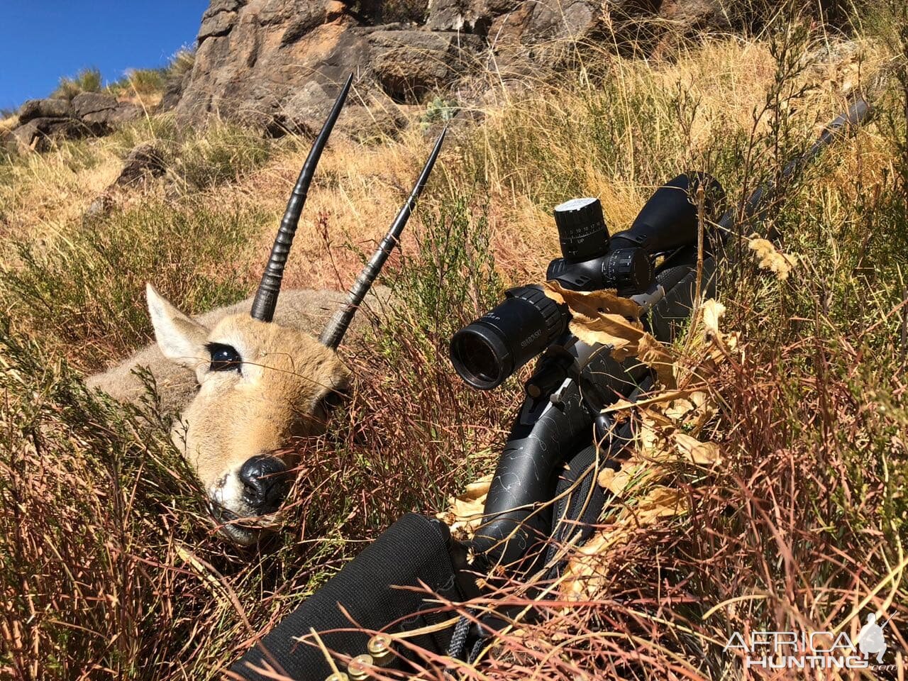 Hunting Vaal Rhebok in South Africa