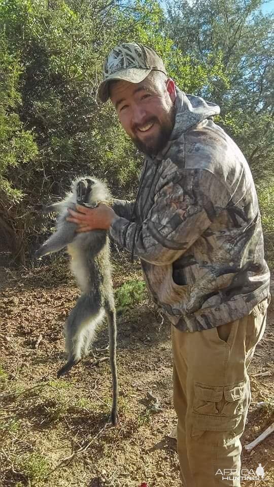 Hunting Vervet Monkey