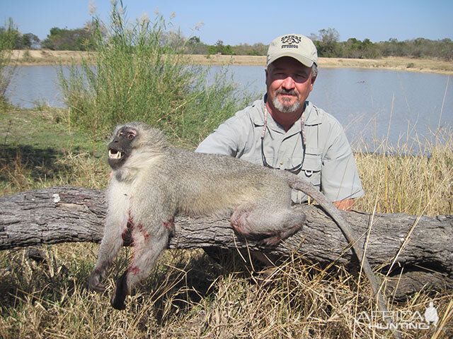 Hunting Vervet Monkey