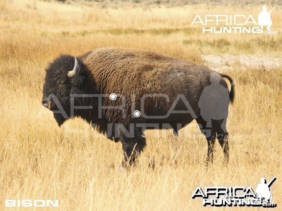 Hunting Vitals Bison