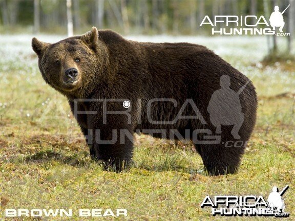 Hunting Vitals Brown Bear