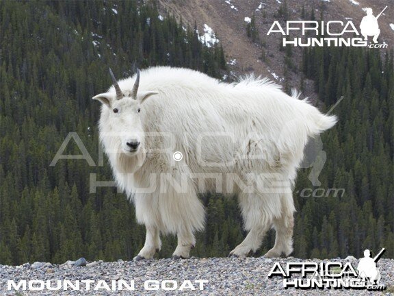 Hunting Vitals Mountain Goat