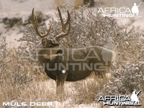 Hunting Vitals Mule Deer