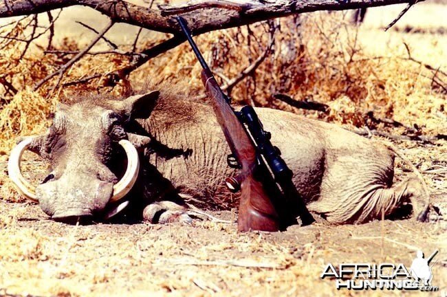 Hunting Warthog (14 in - 36 cm)