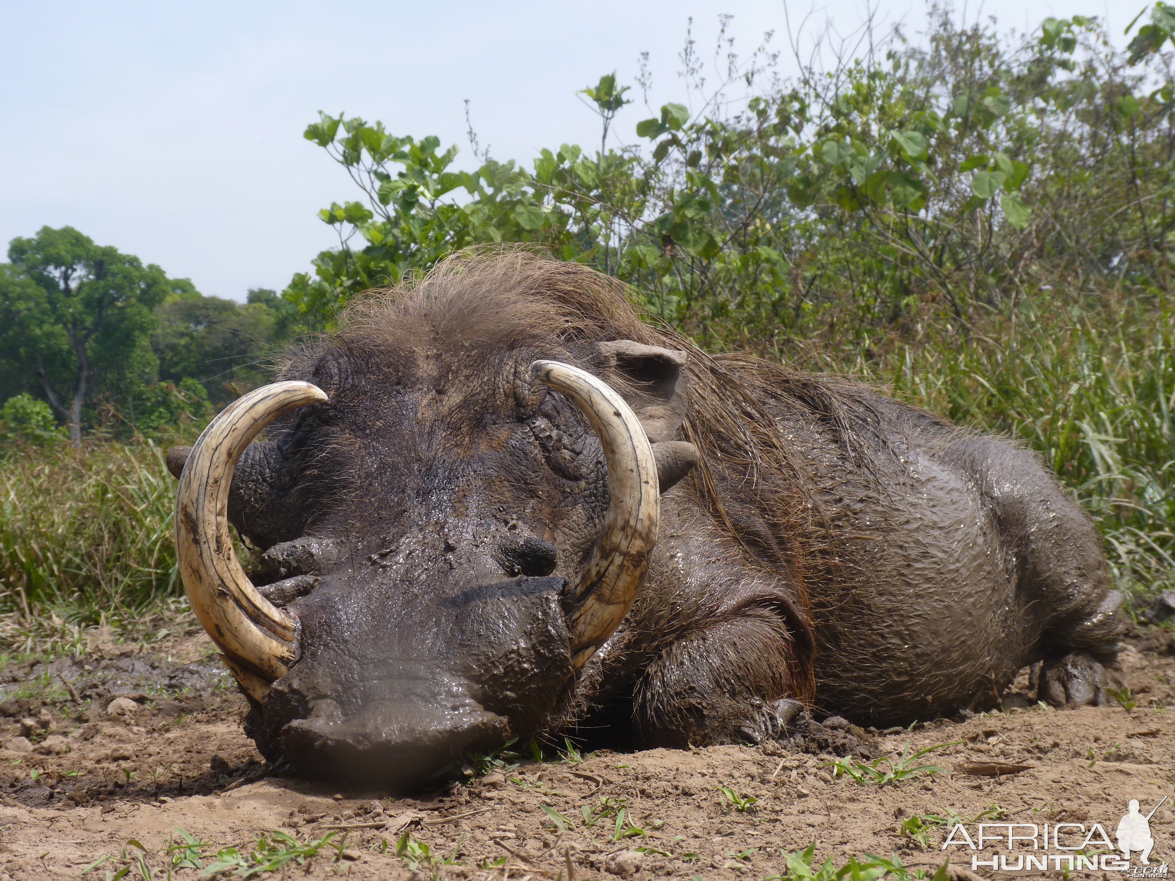 Hunting Warthog in Central African Republic