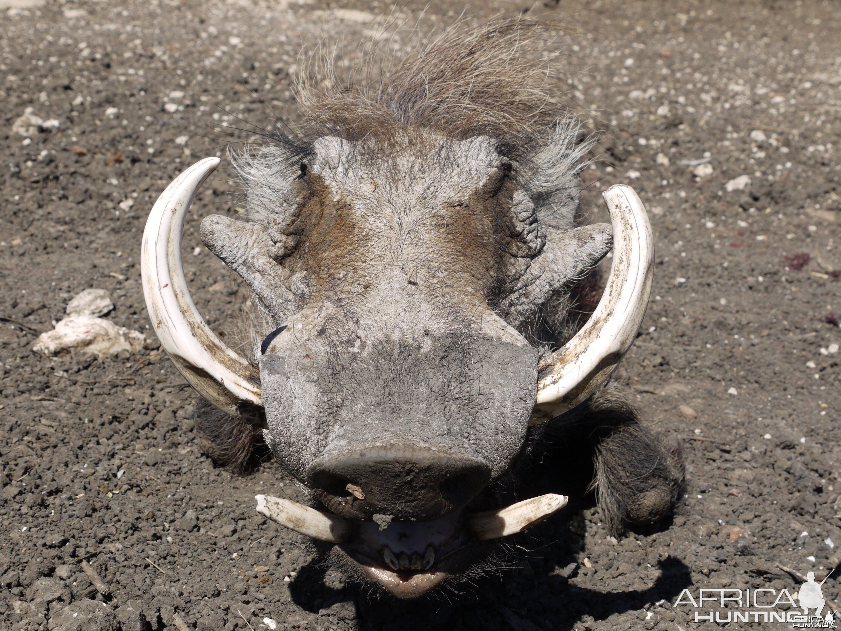 Hunting Warthog in Namibia