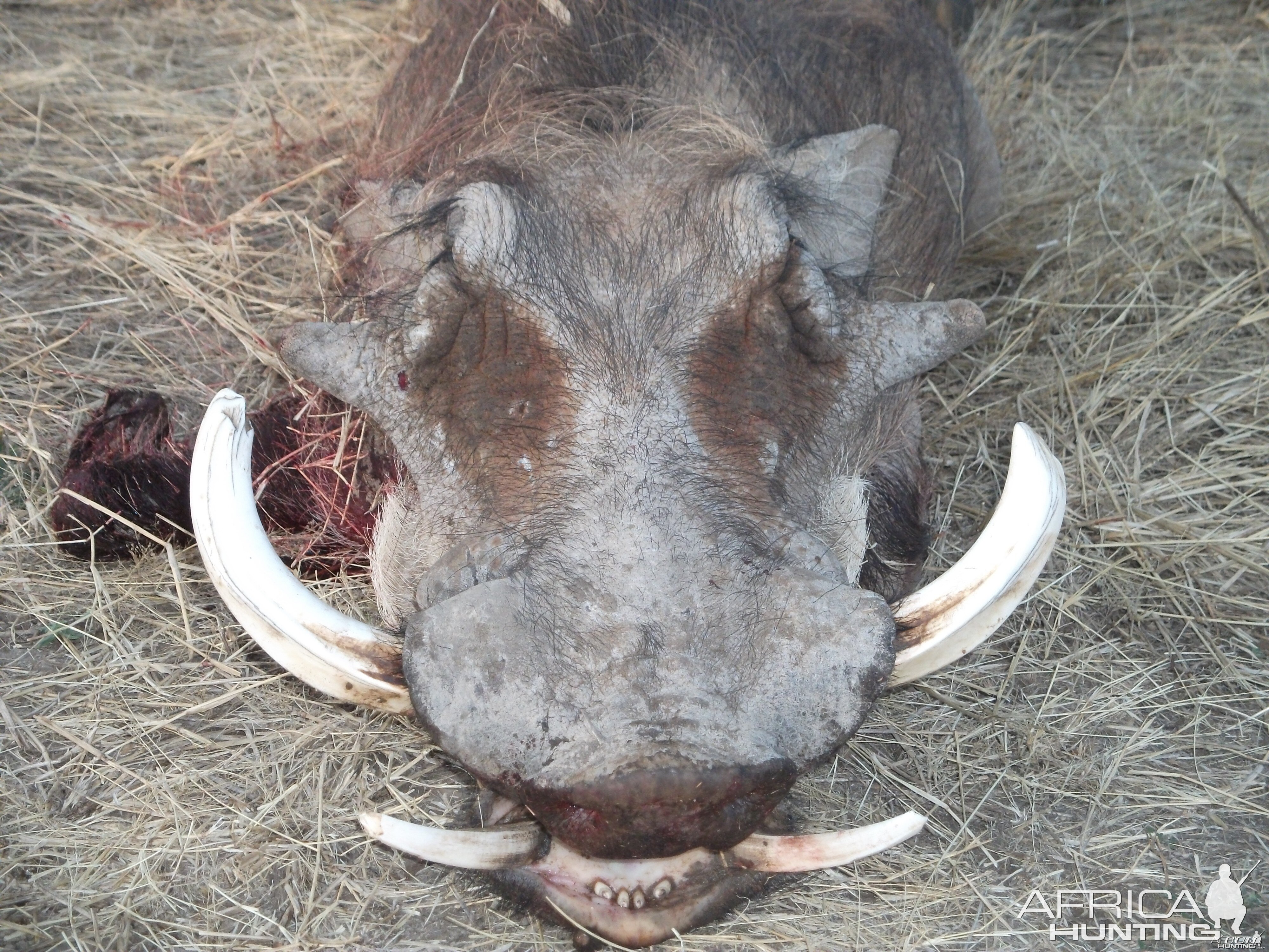 Hunting Warthog in Namibia