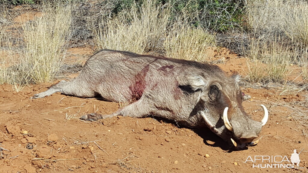 Hunting Warthog in Namibia