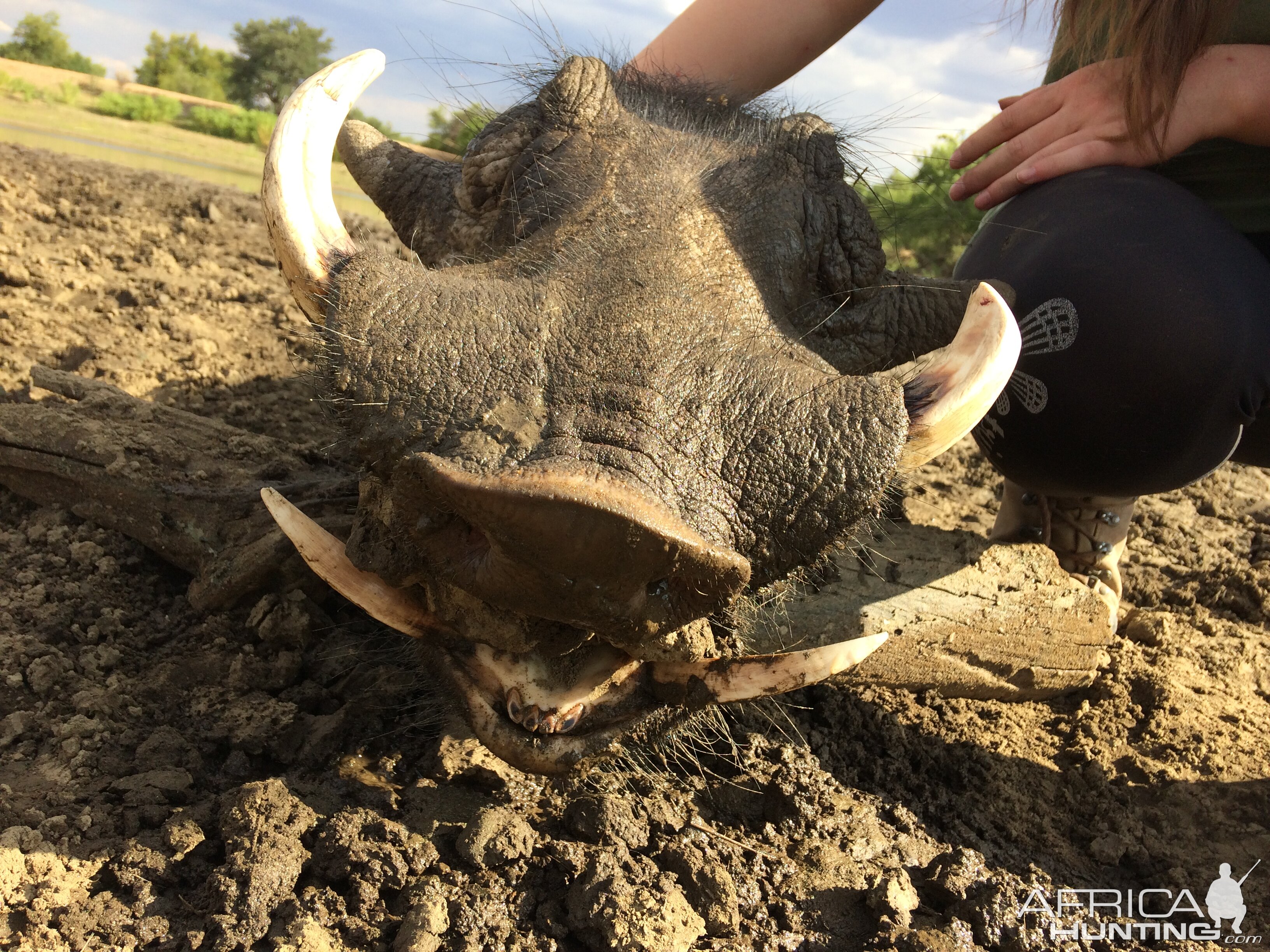 Hunting Warthog in Namibia