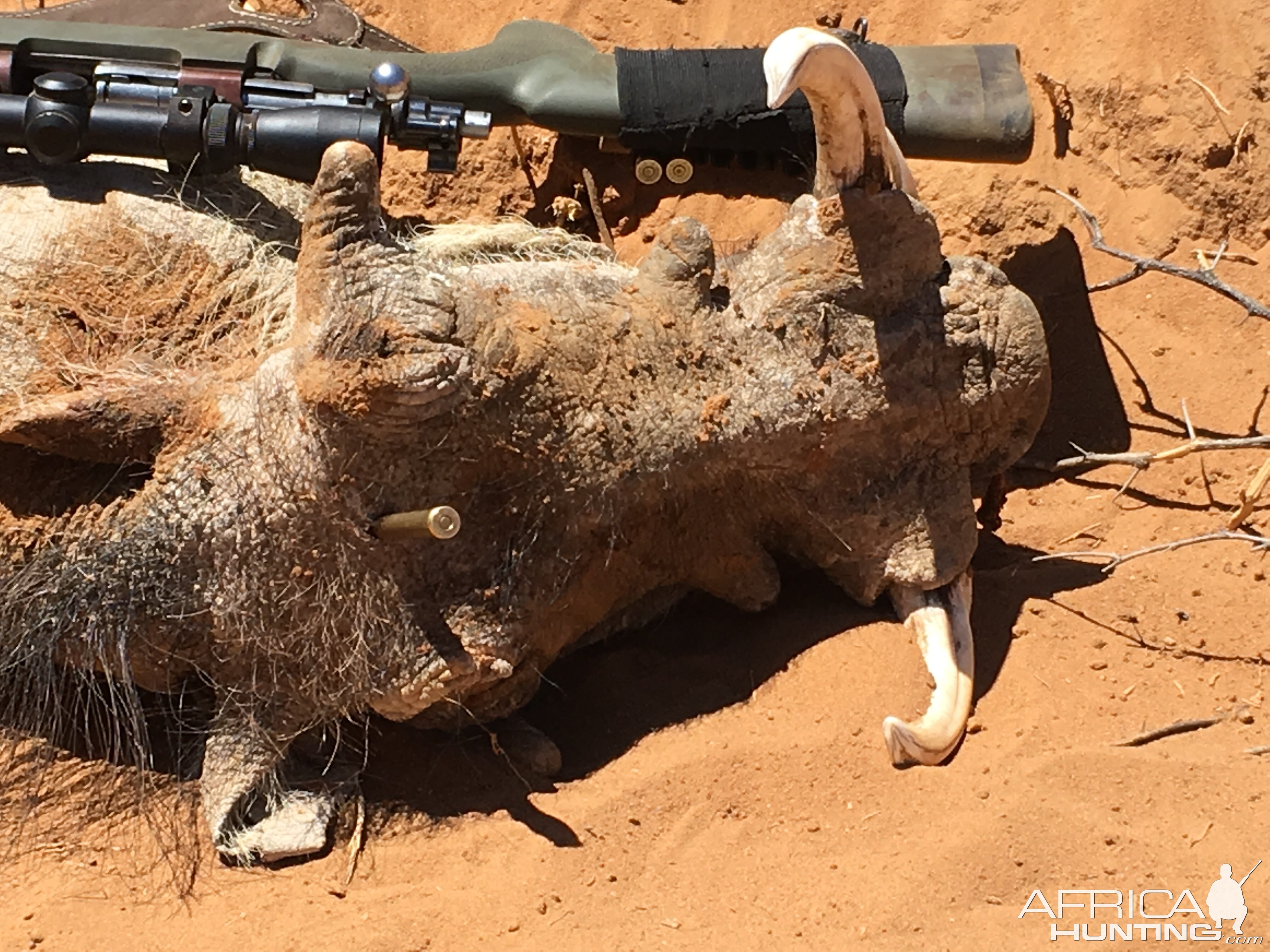 Hunting Warthog in Namibia