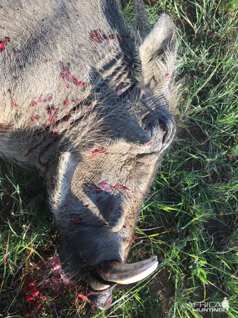 Hunting Warthog in South Africa