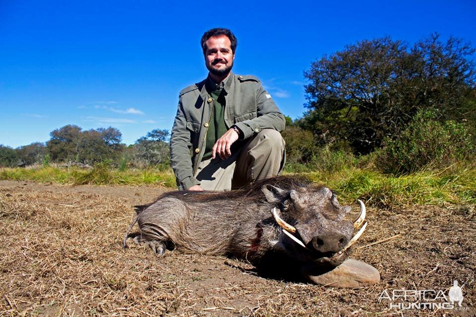 Hunting Warthog in South Africa