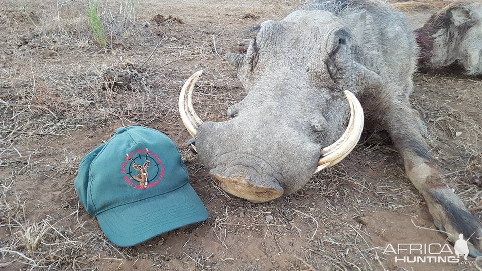 Hunting Warthog in South Africa