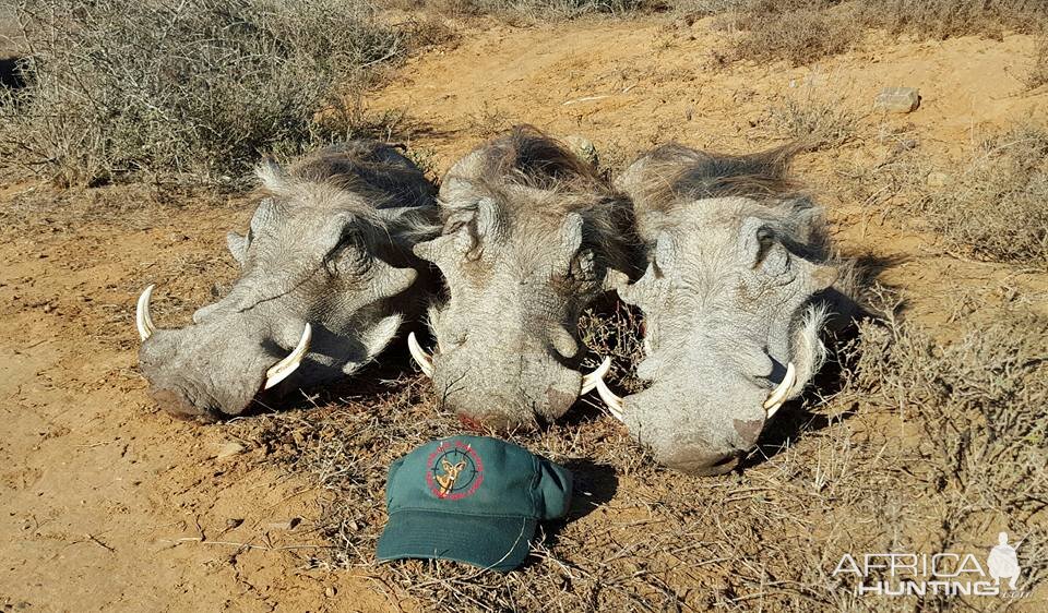 Hunting Warthog in South Africa