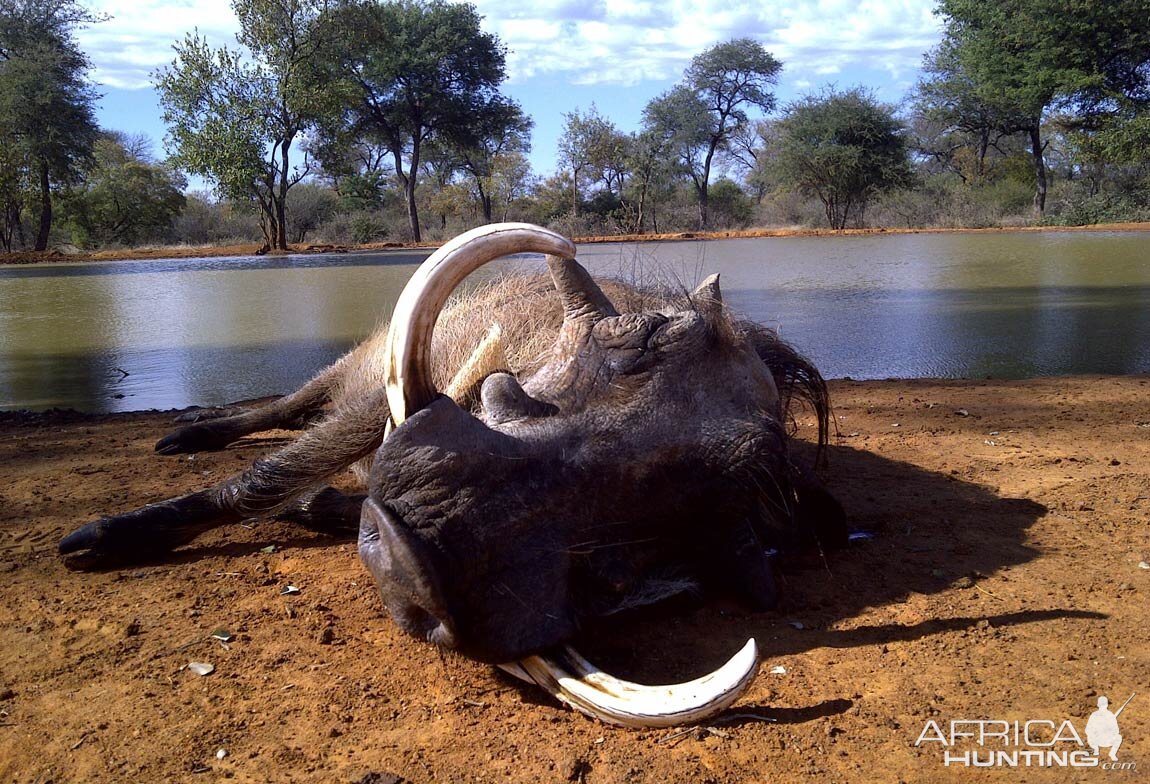 Hunting Warthog in South Africa