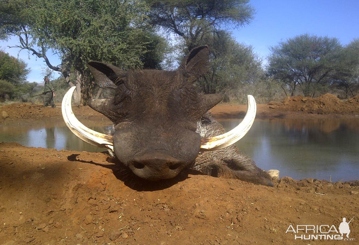 Hunting Warthog in South Africa