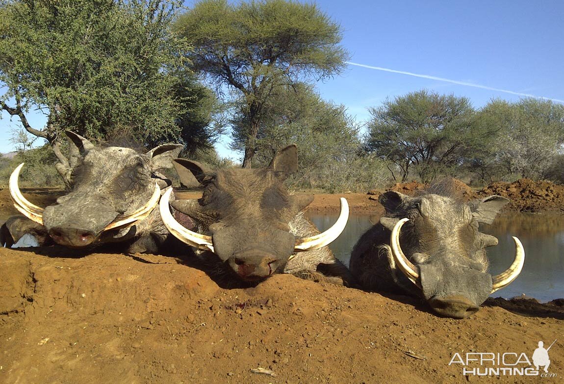 Hunting Warthog in South Africa