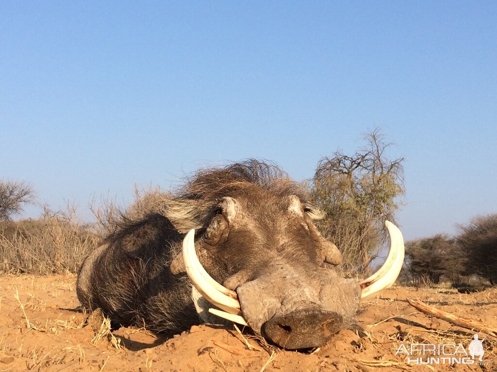 Hunting Warthog in South Africa