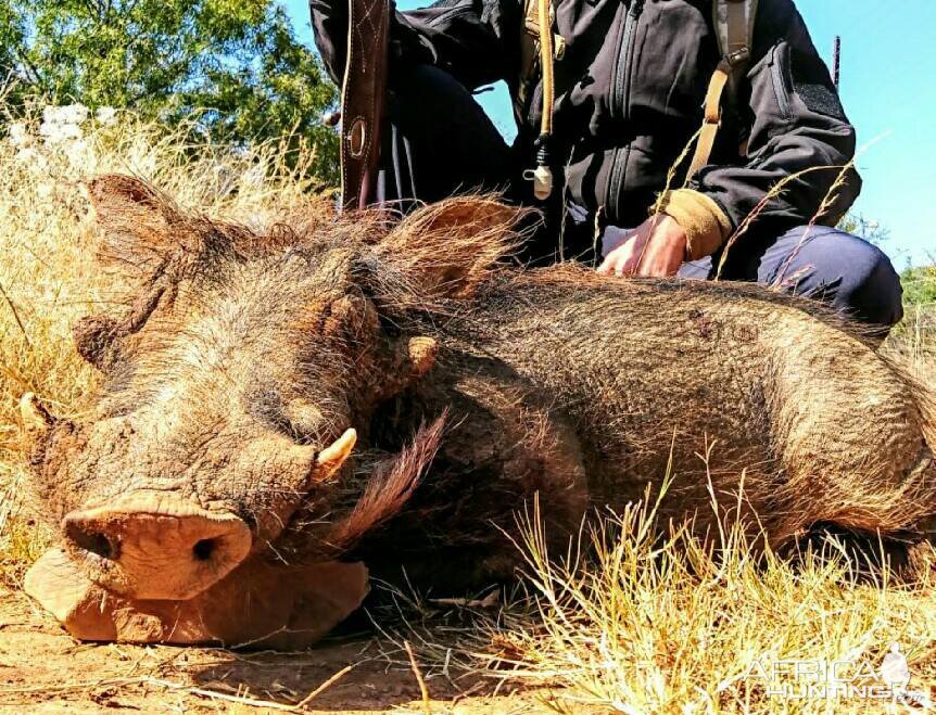 Hunting Warthog in South Africa