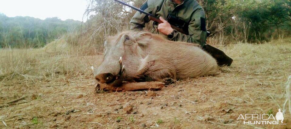 Hunting Warthog in South Africa