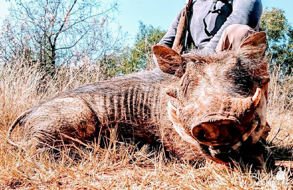 Hunting Warthog in South Africa