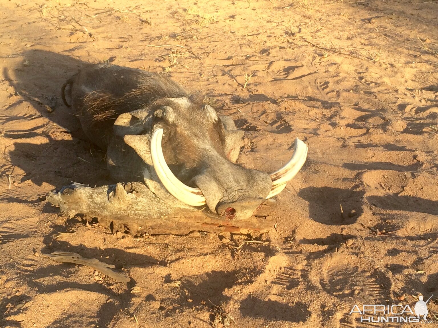 Hunting Warthog in South Africa