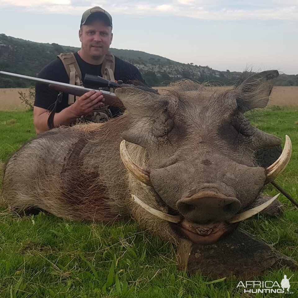 Hunting Warthog in South Africa