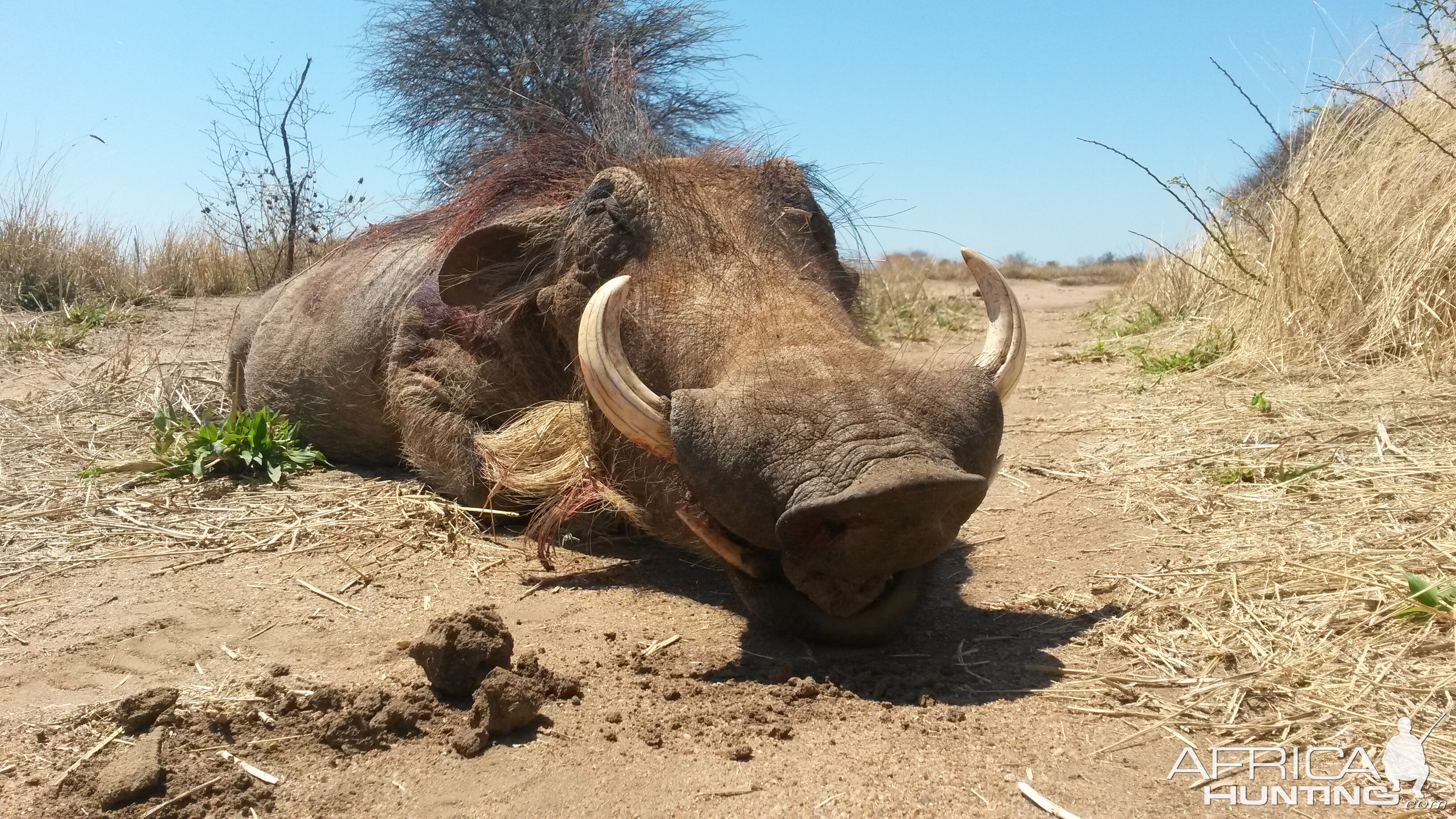 Hunting Warthog in South Africa