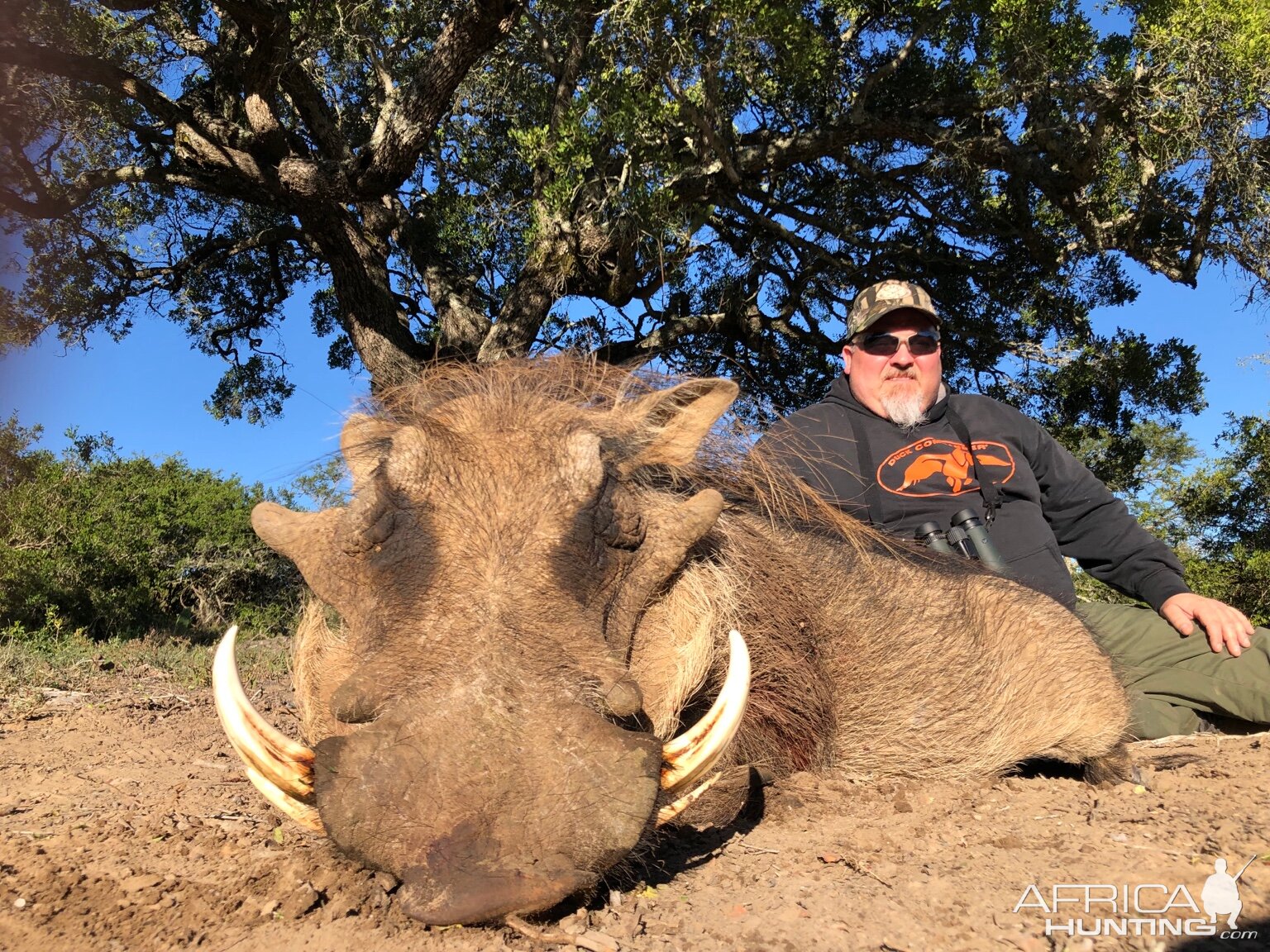 Hunting Warthog in South Africa