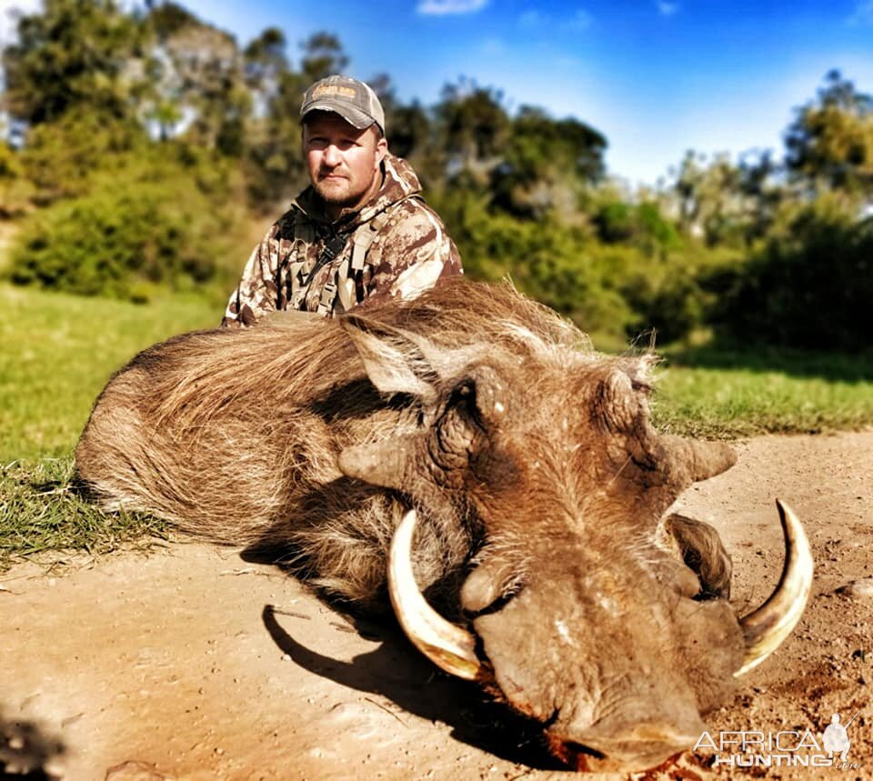 Hunting Warthog in South Africa