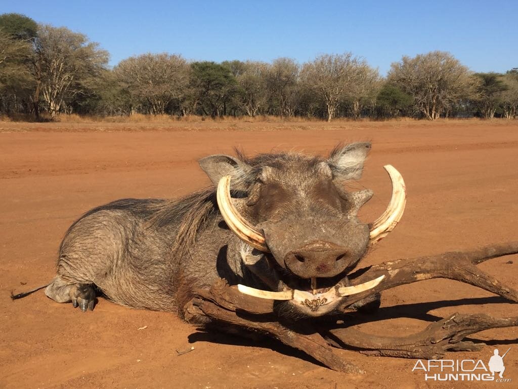 Hunting Warthog in South Africa