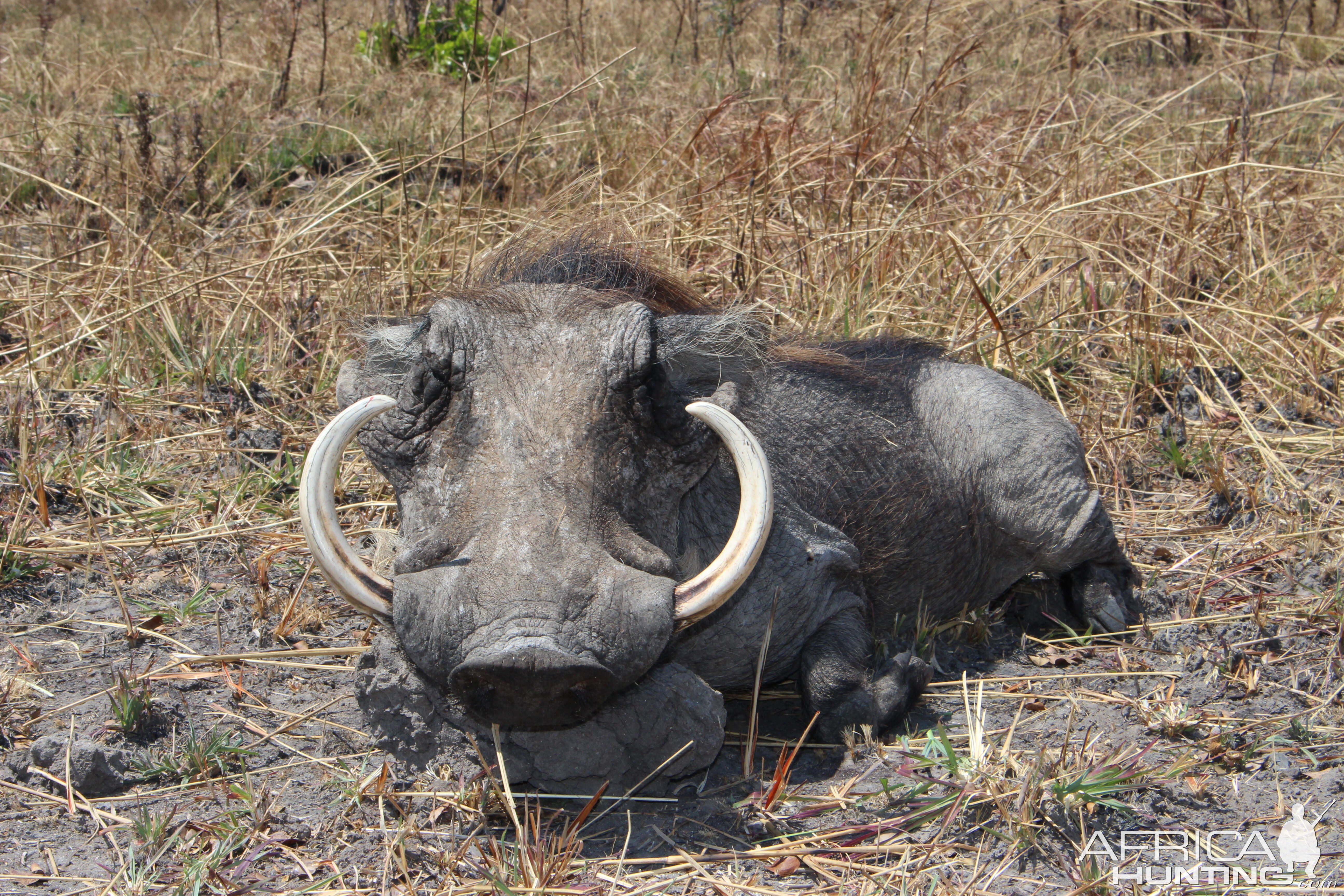 Hunting Warthog in Tanzania