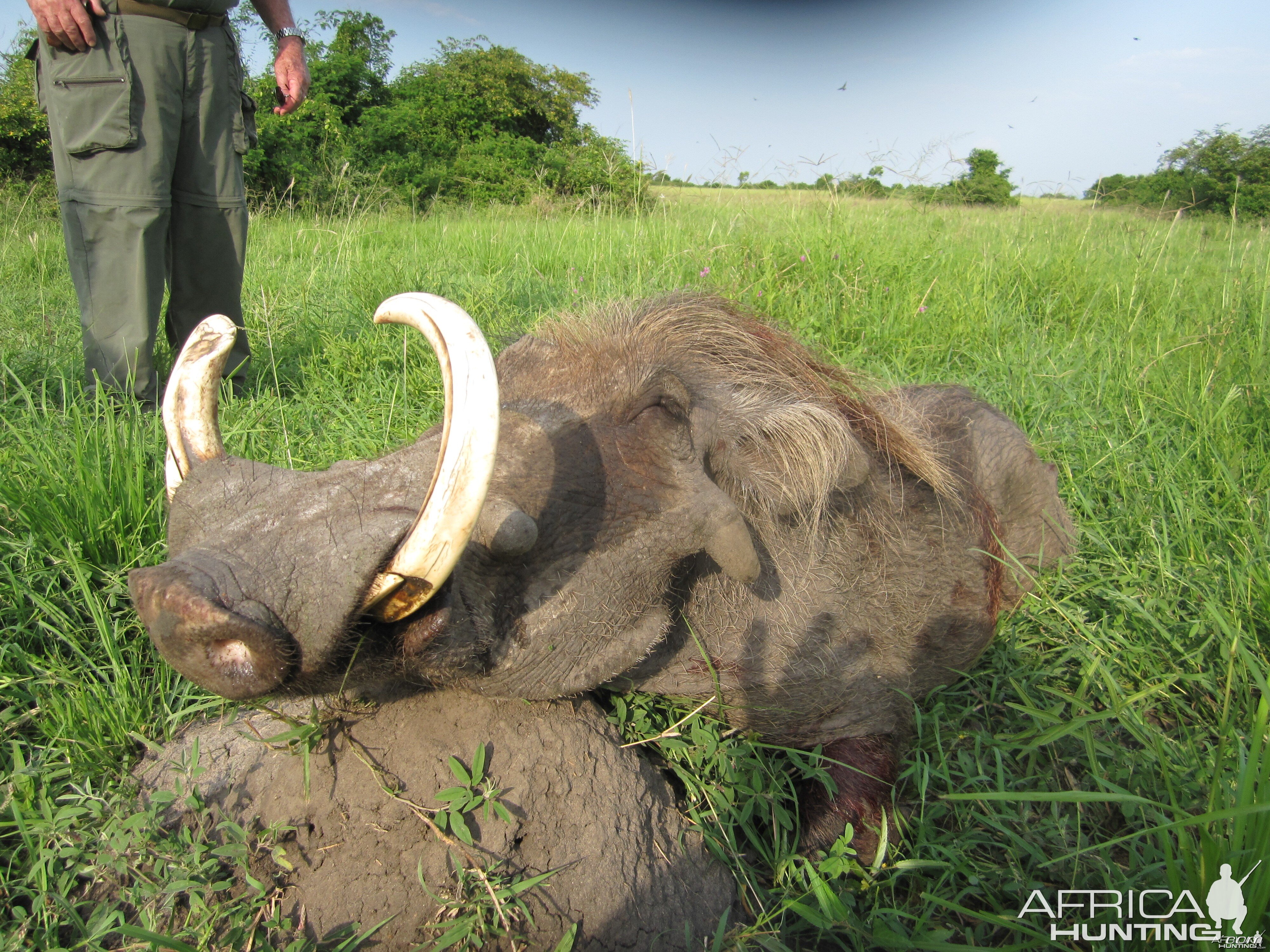 Hunting Warthog in Uganda