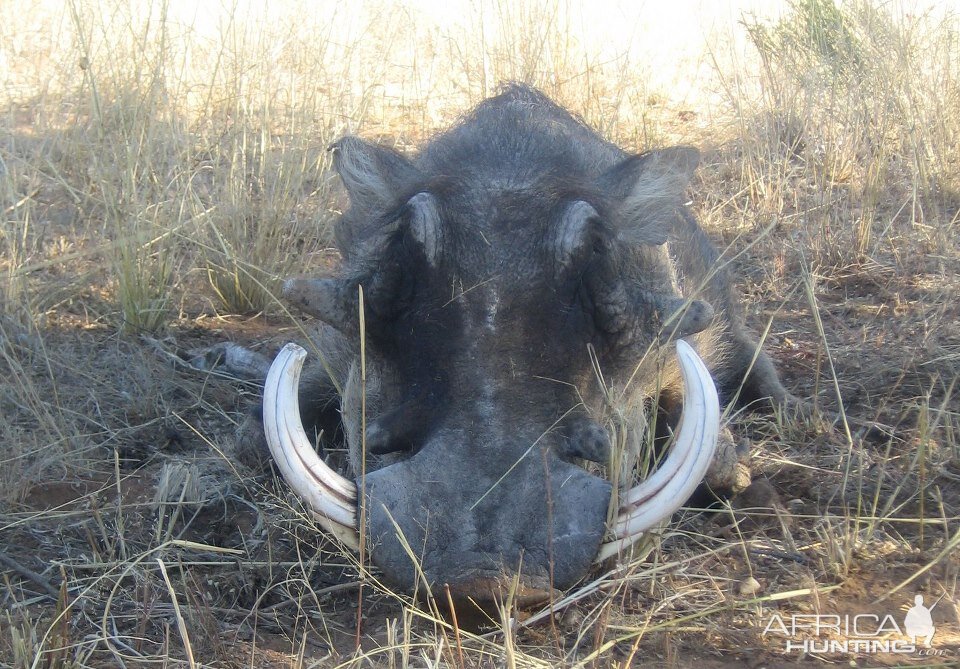 Hunting Warthog Namibia