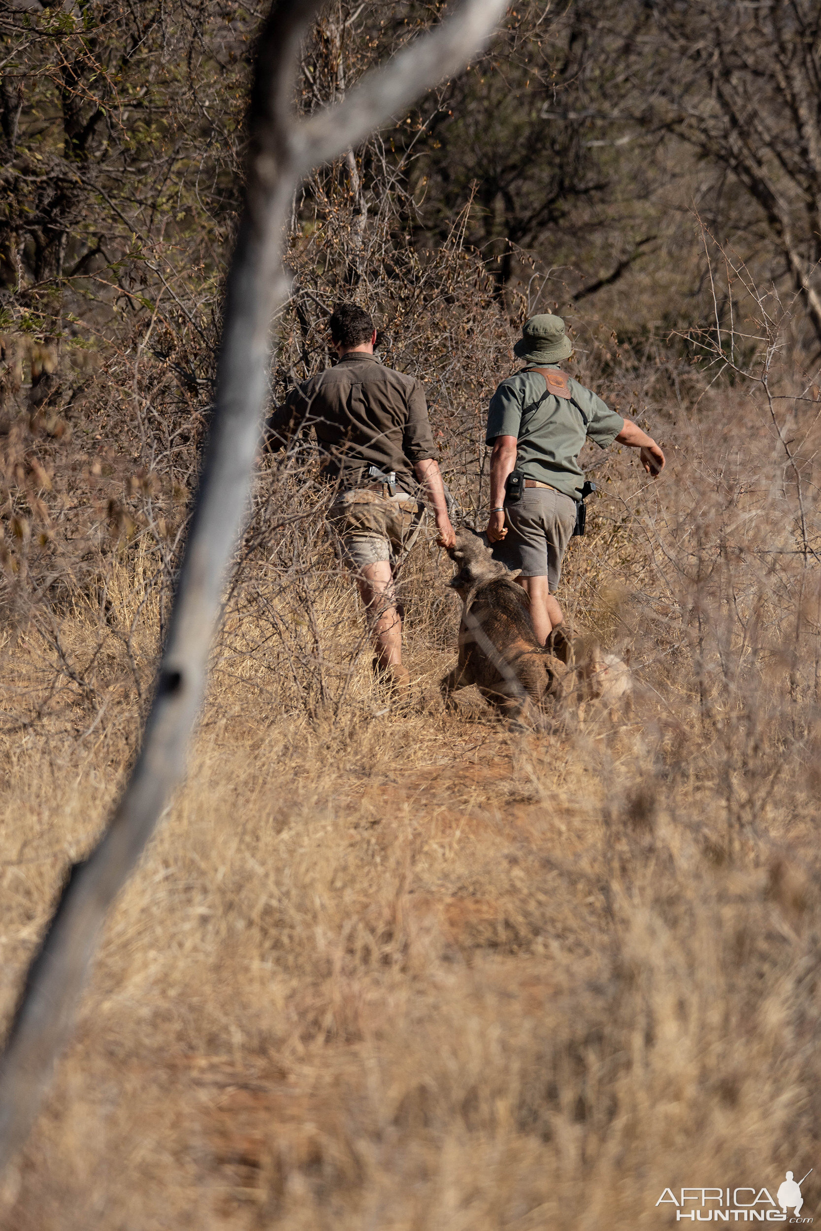 Hunting Warthog South Africa