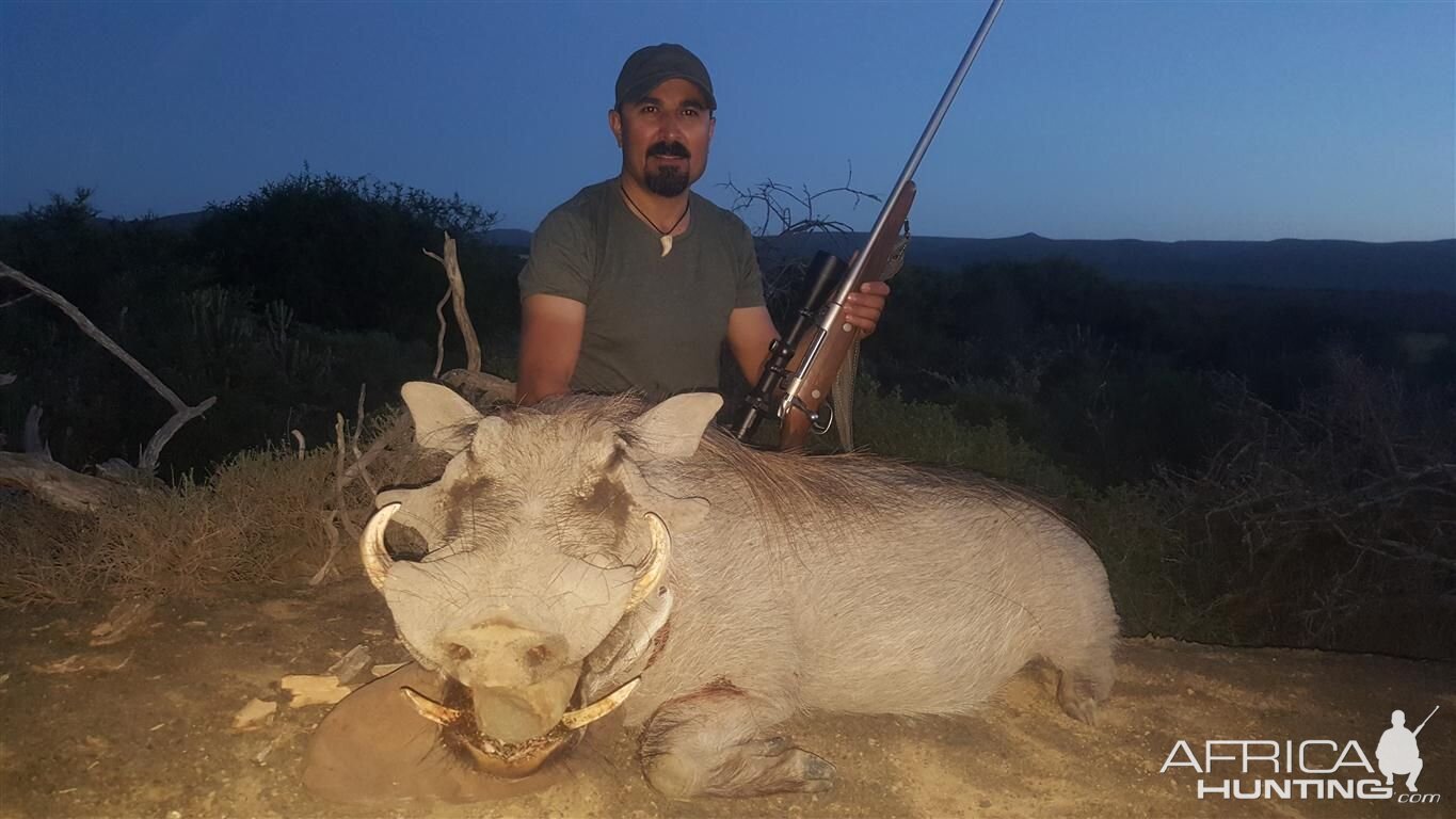 Hunting Warthog South Africa