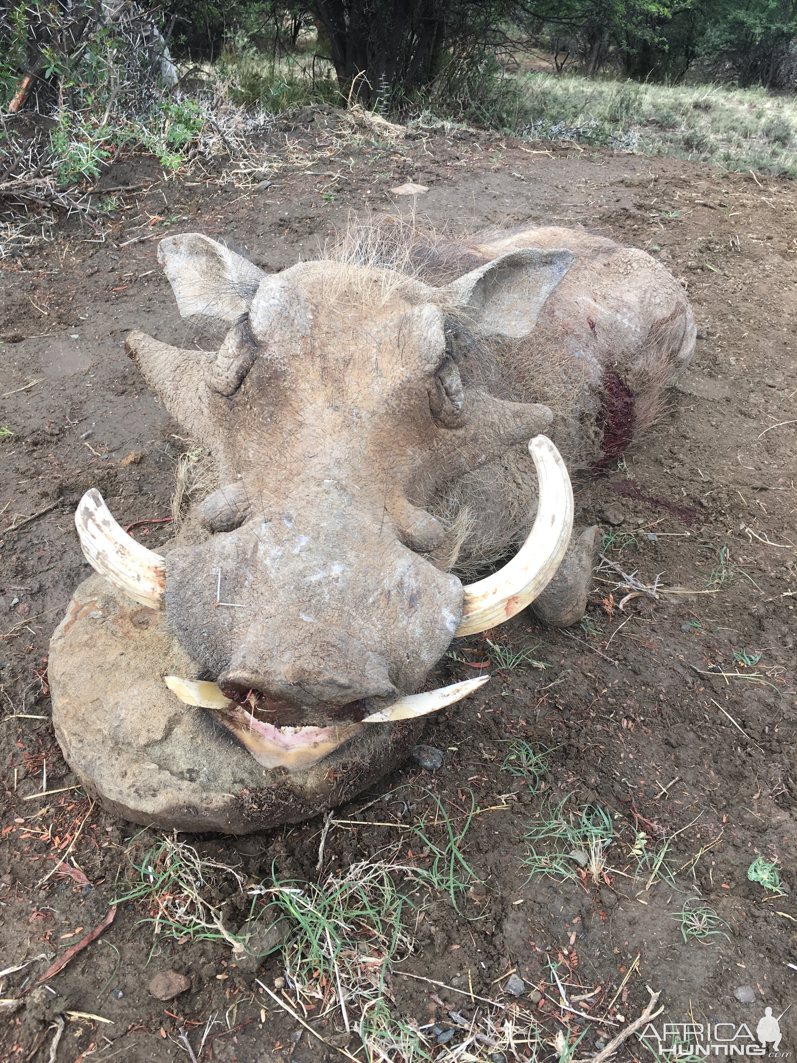 Hunting Warthog South Africa