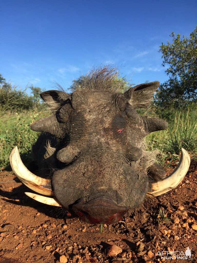 Hunting Warthog South Africa