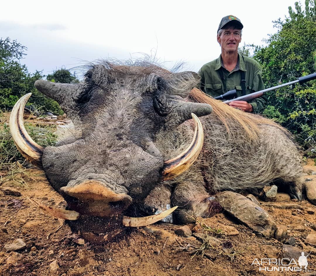 Hunting Warthog South Africa