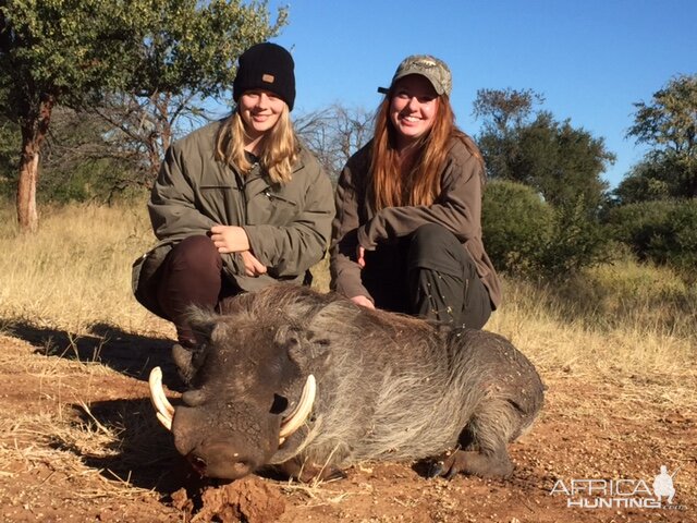 Hunting Warthog Zimbabwe