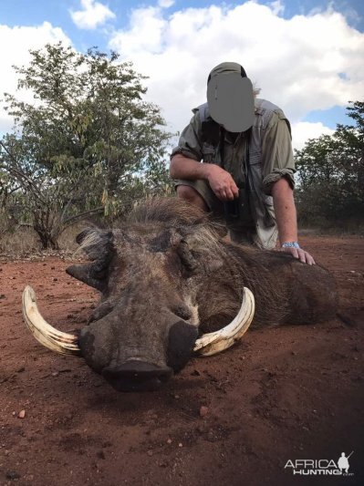 Hunting Warthog Zimbabwe