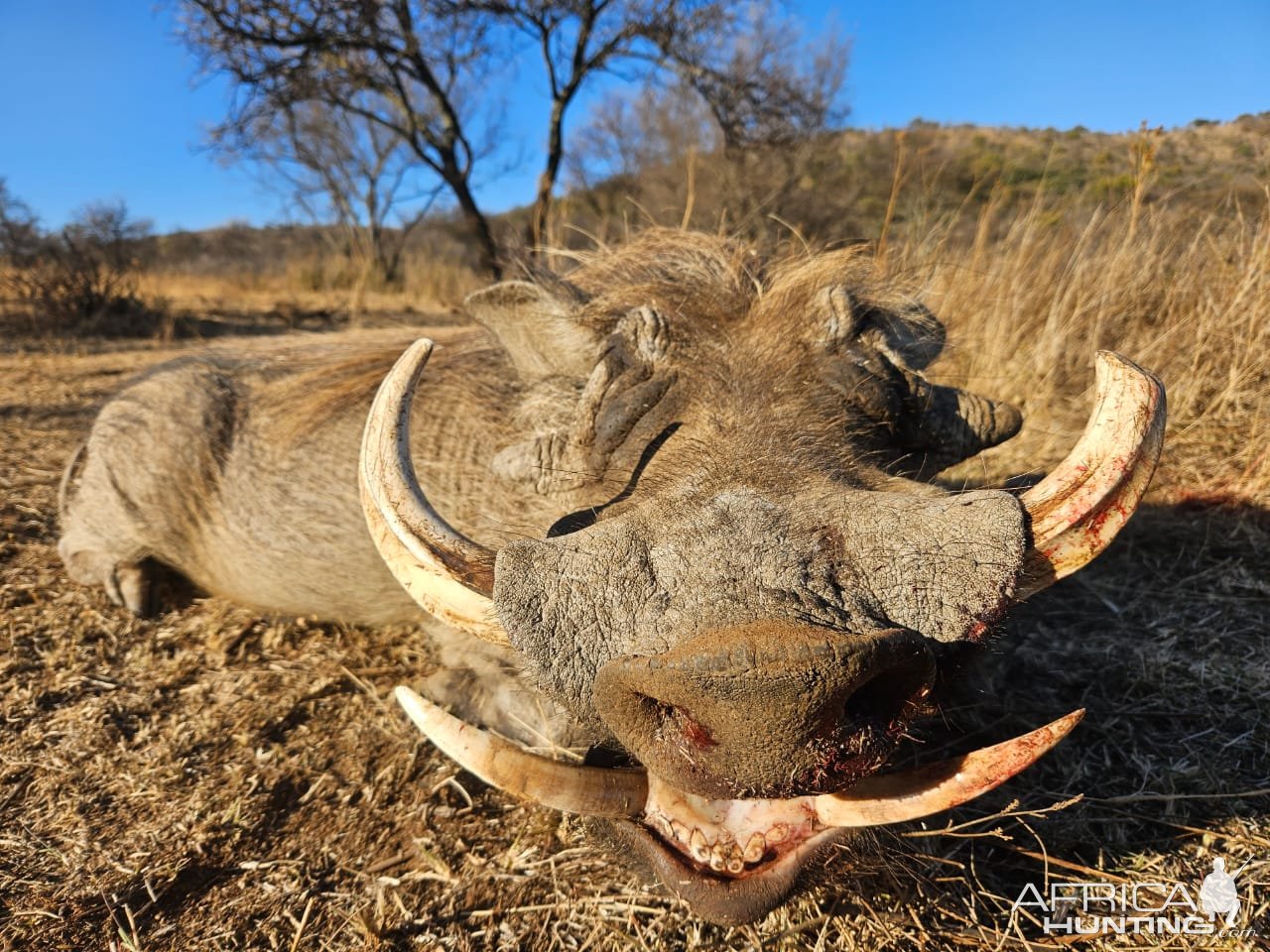 Hunting Warthog