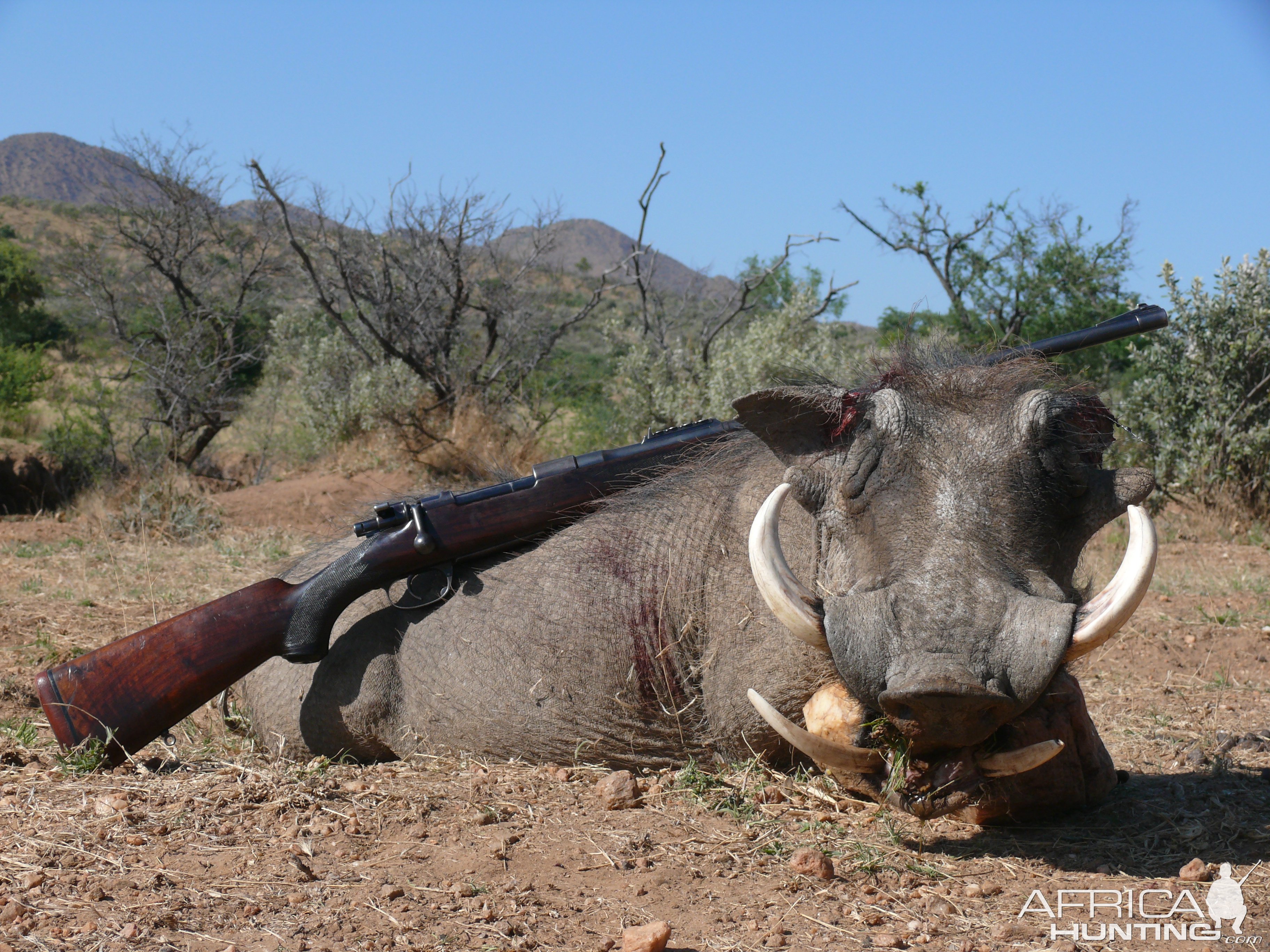 Hunting Warthog