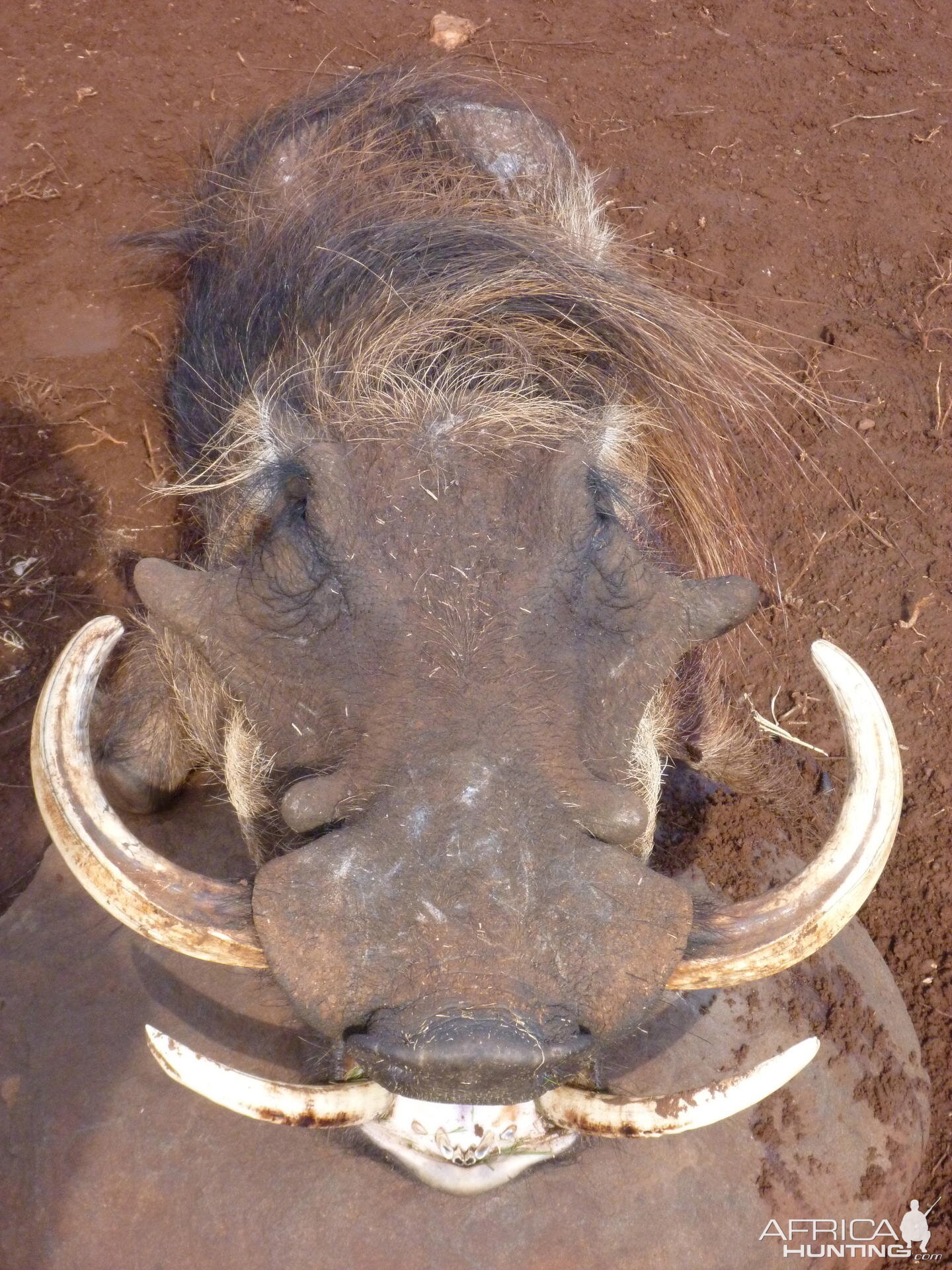 Hunting Warthog