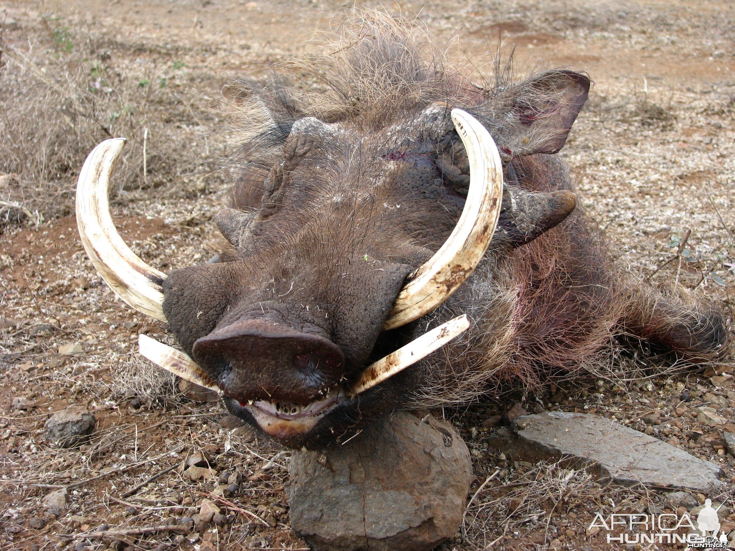 Hunting Warthog